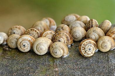 一年之后《红霞岛》当初承诺的DLC仍然没有推出